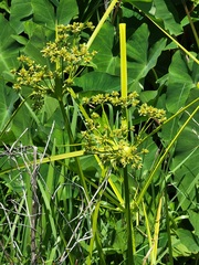 Cyperus virens