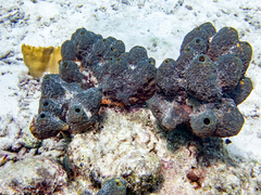 Millepora complanata