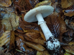 Gemmatae