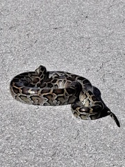 Python bivittatus