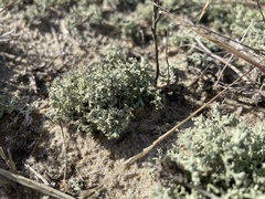 Cladonia leporina