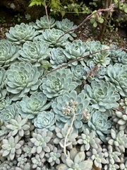Echeveria elegans