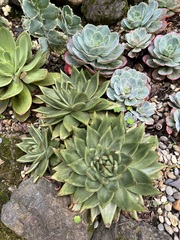 Echeveria agavoides