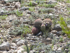 Echinocereus pectinatus pectinatus