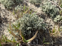 Cladonia leporina