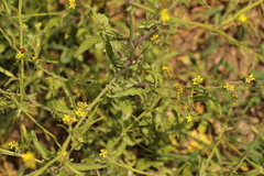 Sisymbrium officinale