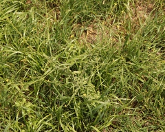 Sisymbrium officinale