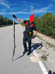 Python bivittatus