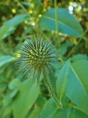 Dipsacus strigosus