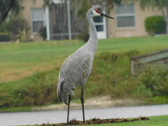 Antigone canadensis pratensis