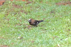 Amblyospiza albifrons