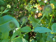 Dipsacus strigosus