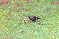 Amblyospiza albifrons