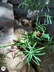Asparagus aethiopicus
