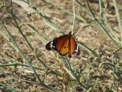 Danaus chrysippus