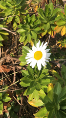Leucanthemum maximum