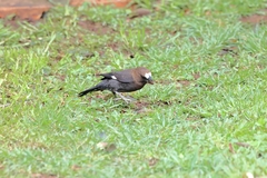 Amblyospiza albifrons