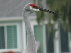 Antigone canadensis pratensis