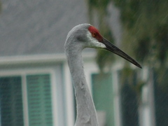 Antigone canadensis pratensis