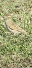 Calandrella brachydactyla