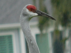 Antigone canadensis pratensis