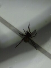 Araneae