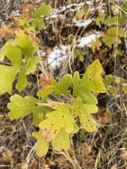 Quercus gambelii