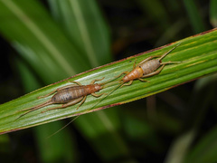 Ornebius bimaculatus
