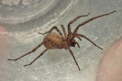 Araneae