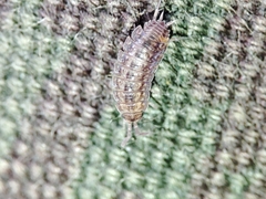 Proporcellio mirabilis
