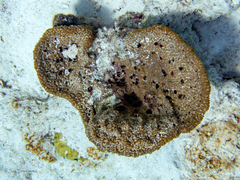 Ircinia campana