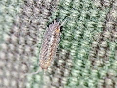 Proporcellio mirabilis