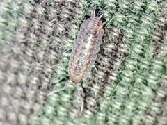 Proporcellio mirabilis