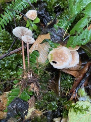 Collybiopsis villosipes
