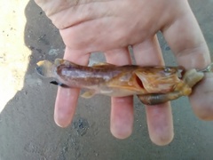 Pylodictis olivaris