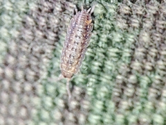 Proporcellio mirabilis
