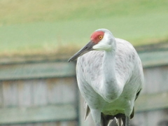 Antigone canadensis pratensis