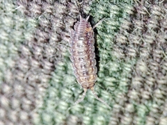 Proporcellio mirabilis