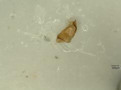 Eupteryx atropunctata