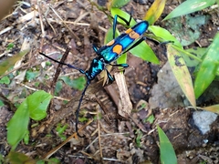 Polyzonus tetraspilotus