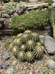 Parodia magnifica
