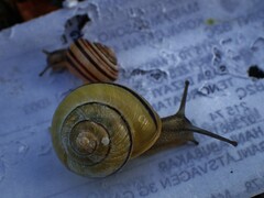 Cepaea nemoralis