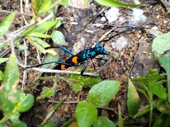 Polyzonus tetraspilotus