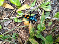 Polyzonus tetraspilotus