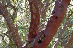 Arctostaphylos glauca