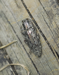 Texania fulleri