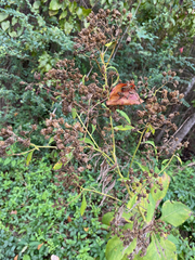 Verbesina virginica