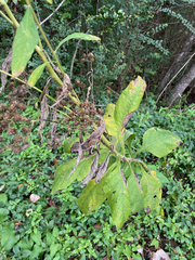Verbesina virginica