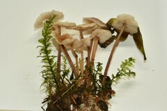 Collybiopsis villosipes