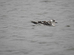 Hydrocoloeus minutus